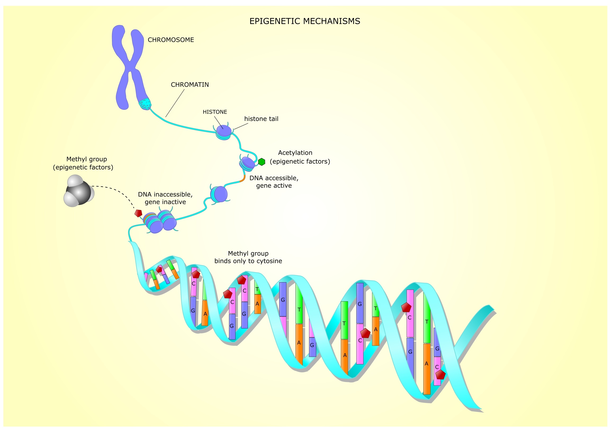 Днк готов. Модификация гистонов эпигенетика. Механизм модификации гистонов. Метилирование ДНК И модификация гистонов. Метилирование ДНК эпигенетика.